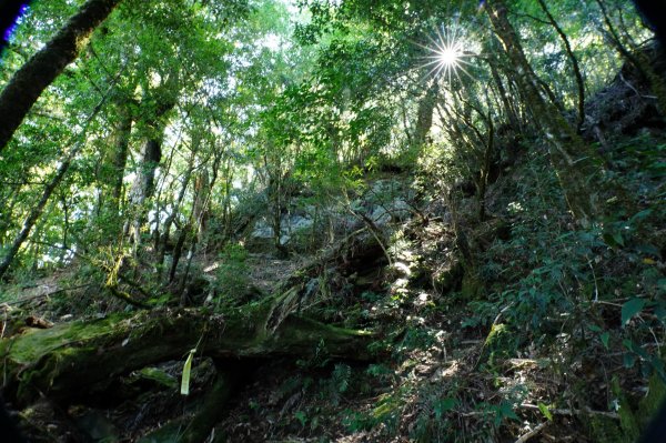 新竹 尖石 芝生毛臺山、虎禮山2903172