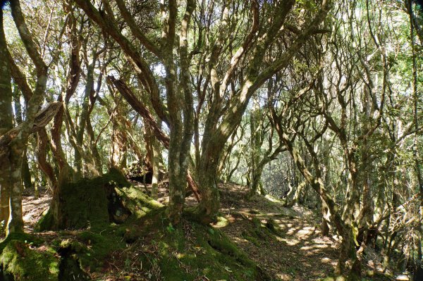 桃園 復興 把家灣山、低陸山2865353