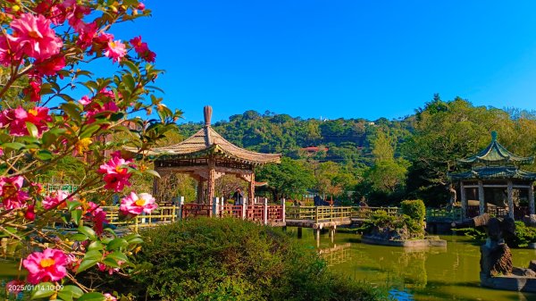 雙溪公園賞花&原住民公園落羽松&故宮1/142689941