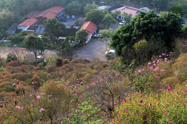 【臺南~楠西】梅嶺賞梅二~梅峰古道1247067