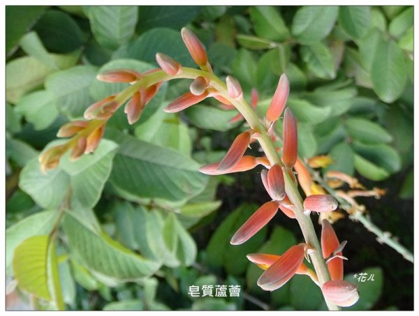蘆薈花田1686019