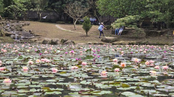 今年最美賞桐花秘境，瑪西賞桐步道，基隆七堵富民親水公園對岸。瑪陵坑溪秘境，台版亞馬遜雨林，苓蘭生態公2782135