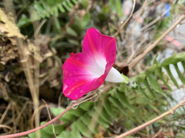 20251220嘉義凸龜山-芙蓉山-天福山2973879