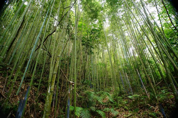 新竹 尖石 道下山、牛欄坑山、大混山3064745