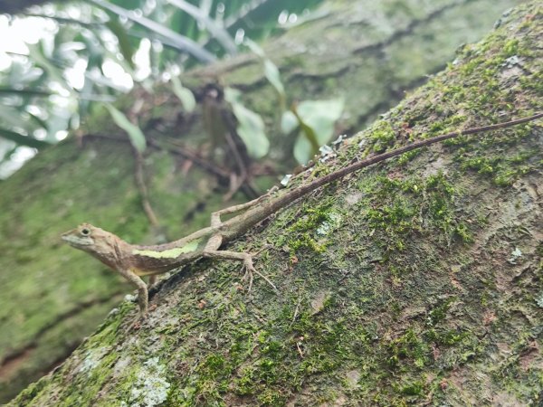 微笑山線大棟山系2838331