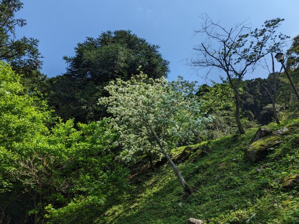 2023-04-03 東眼山自導式步道2792657