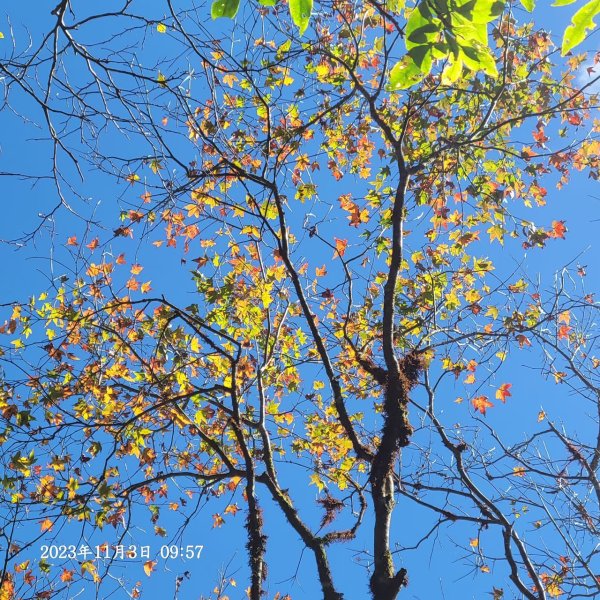 三星山+三星池+望洋山+太平山山毛櫸2432930