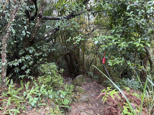 [微笑山線_第三段] 2026_0328 鳶山山系_鳶山彩壁3025689