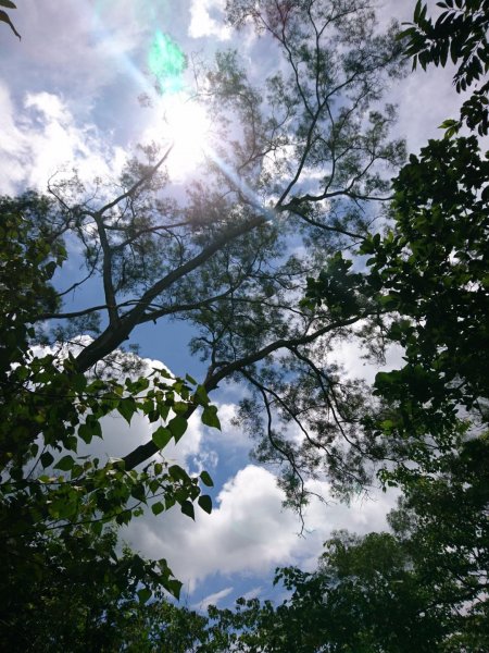 桐林花廊、北坑溪、樟樹林步道-奧山599596