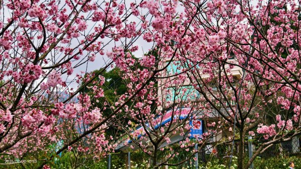 2/20 #天元宮 #墨染櫻(香水櫻)  #楓樹湖 #木蘭花(辛夷)2716233