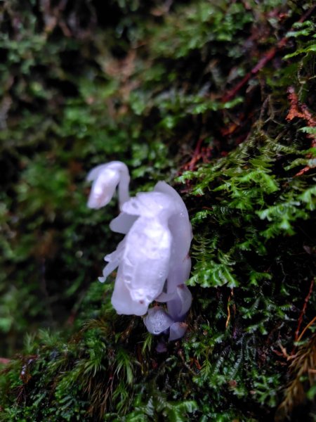 稍來小雪山國家步道、船型山、鞍馬山、鞍馬山東北峰、天池、雪山神木2799870