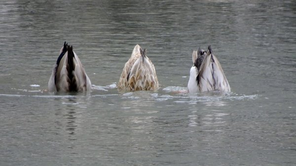 新北投、龍鳳谷、湖山、天母古道2042489