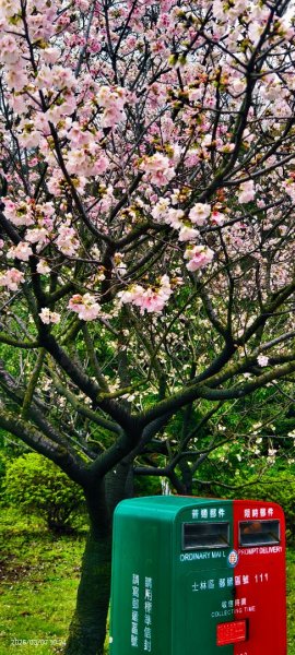 陽明山趴趴走 - 賞櫻花 3/72729268