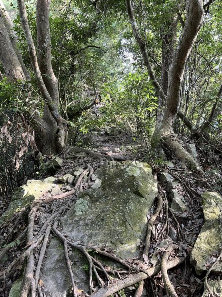 谷關七雄之7-唐麻丹山2608601