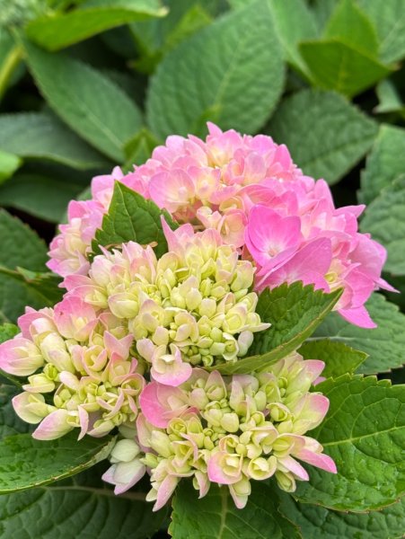清泉 雪霸農場 野馬瞰山2925931