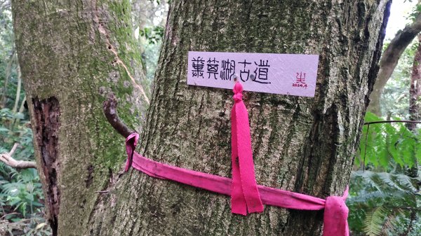 ✅糞箕湖古道回修擴徑.糞箕谷/串接完成 (溝渠遺址出土.糞箕湖雙線谷道貫通.全段新徑開通)2579822