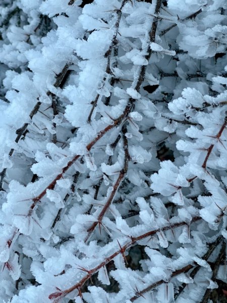 絕美銀白世界 玉山降下今年冬天「初雪」1235970
