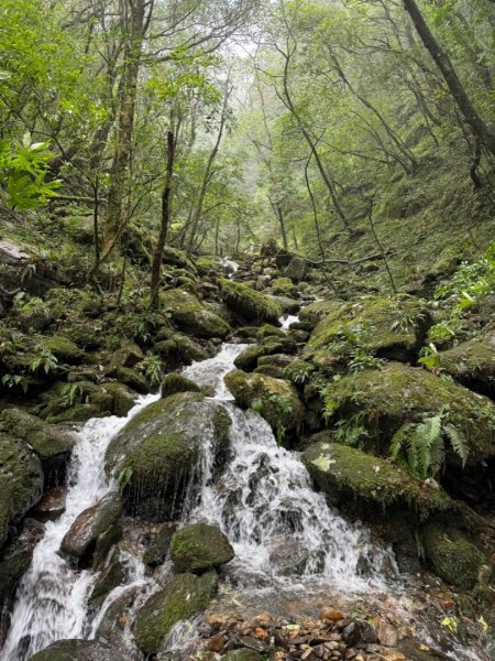 北插天山、山毛櫸、塔開神木2644569