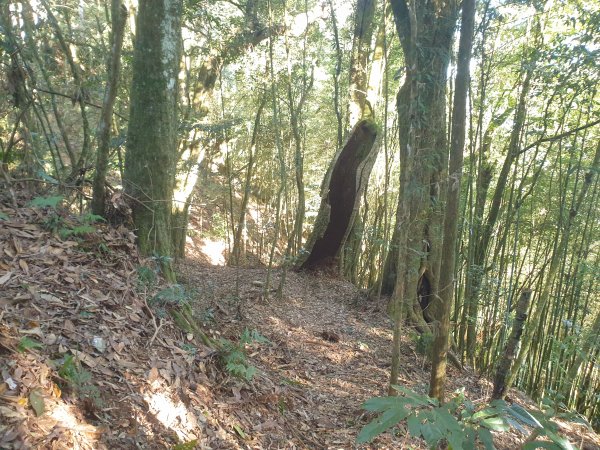 20230115鳳凰山、南鳳凰山、溪頭天文台2018698