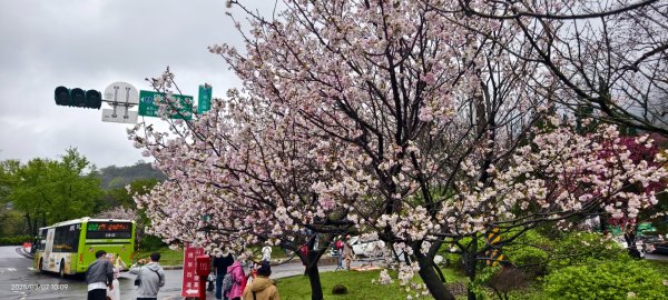 陽明山趴趴走 - 賞櫻花 3/72729254