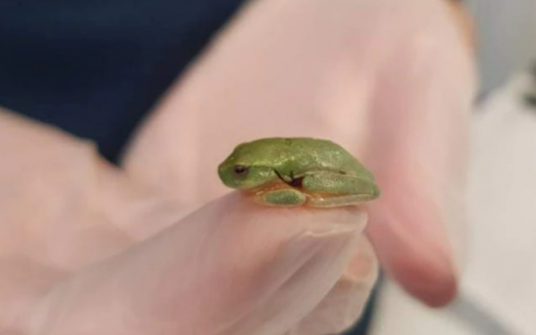 【動物】受傷小樹蛙幸運遇上巧手獸醫 不到2公分身體「縫胸手術」成功