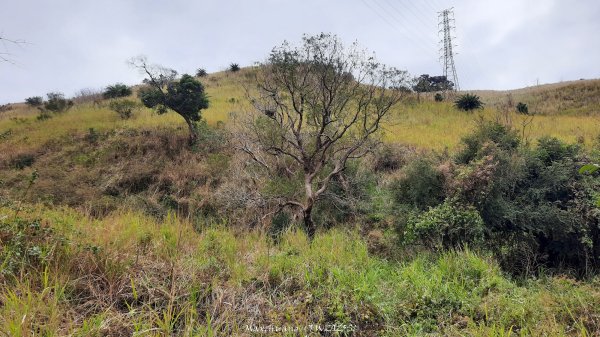 《台中》桃李爭妍｜竹坑南寮步道上竹坑山接瑞井步道O繞202502092710047