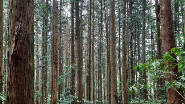 《苗栗》短美清幽｜二本松山丸田砲臺遺址及巨人之手202407202555131