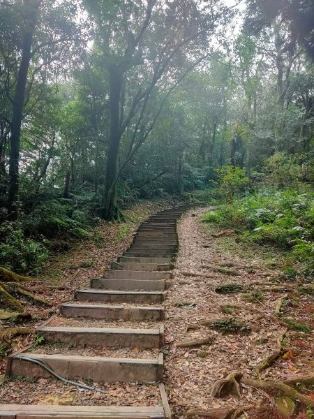 東眼山自導式步道1553173