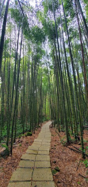 2025-01-18頂湖步道2694210