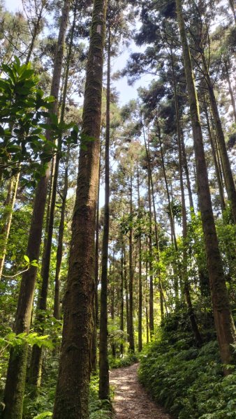 烏來大桶山麓茶園2530796