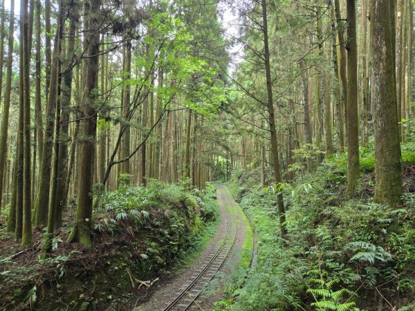 二萬坪山、二萬坪森林步道3055599