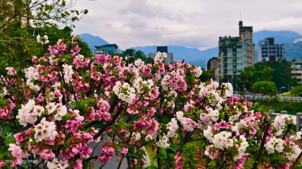 #綠繡眼 訪花 #吉野櫻 #天元宮 #楓樹湖 03162750779