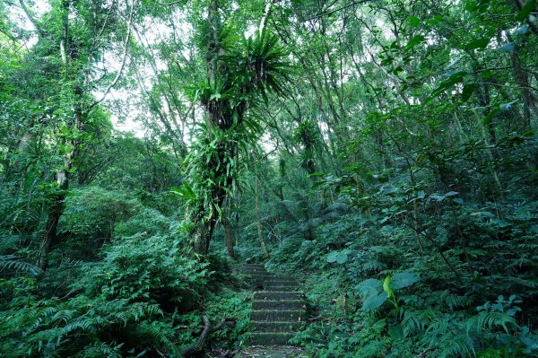 新北 石碇 皇帝殿東峰2628211