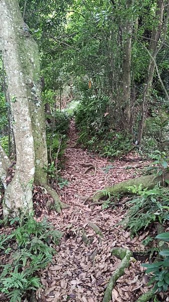 20250531 新竹關西 赤柯山及東獅頭山 O型2801102