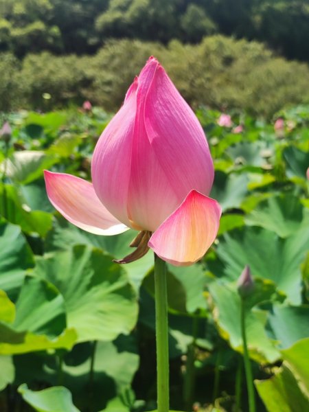 中坑荷花楓樹稻田3078849