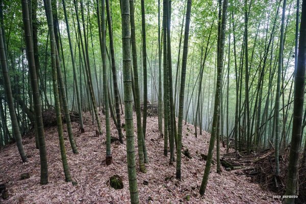 【南投】竹山苦茶嶺林道健行登山寮山、東山寮山