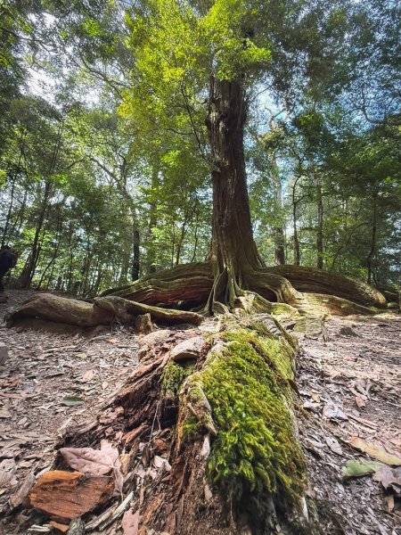 雪見遊憩區 探訪森林雪見之王2950852