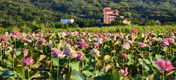 天龍國阿伯的日常-雲山水花鳥蝶 #日出 #牡丹蓮 #香水蓮 #手機拍攝 賞蝶趣 7/42826988
