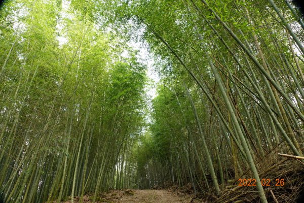 嘉義 阿里山 卓武山1623086