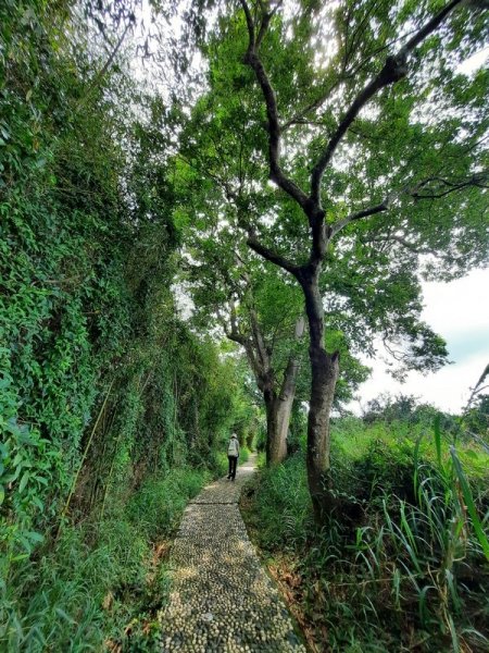 《台中》后里鳳凰山觀音山步道O巡08301083670