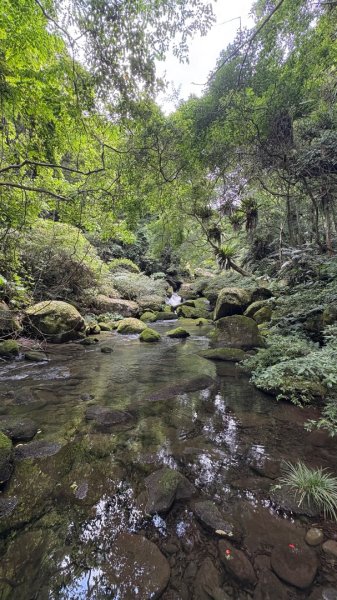 戲水（鴛鴦2786707