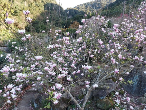 2023／2／18楓樹湖古道  巨石公園木蘭花  2／27楓樹湖古道  楓樹湖桃花源櫻花2051127