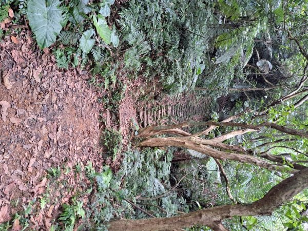 淡蘭南路第一段，第二段：捷運六張犁至烏塗溪步道3105055