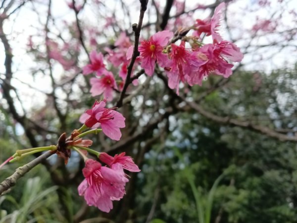 汐止區大尖山櫻花+秀峰瀑布O型3009397