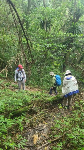 2025-01232淡蘭古道北二段(燦光寮古道到澳底)2696608