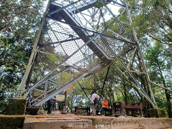 【台中和平】巧遇藍腹鷴帝雉。 稍來山步道2749918