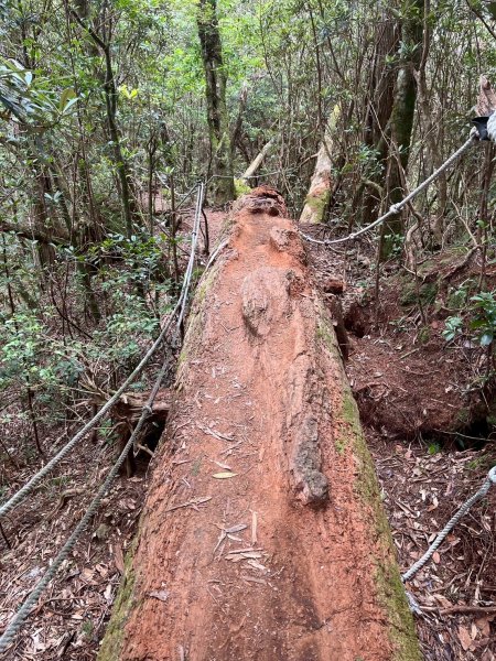 新北 塔曼山2832099