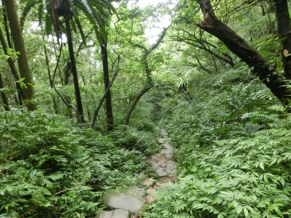 二格山（草湳Ｏ型）93186