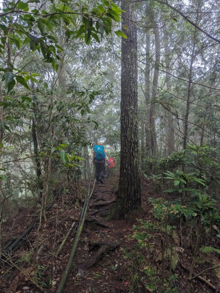 松針營地。三錐山二日遊2282558