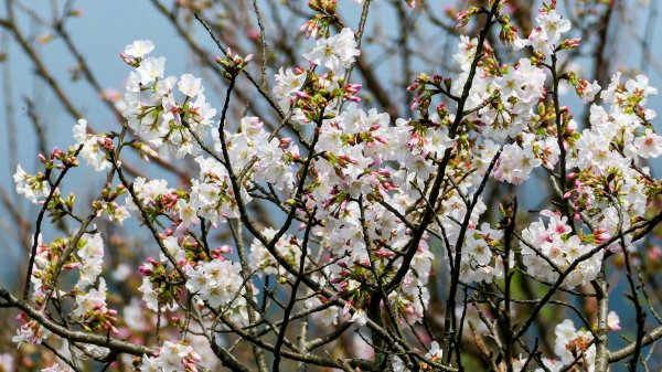 《蝶戀花・賞墨染櫻》2716463